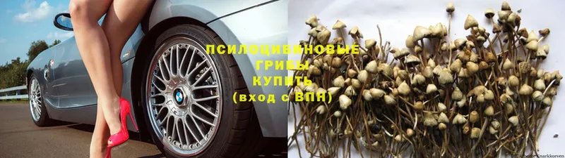 Псилоцибиновые грибы Psilocybe  Моршанск 